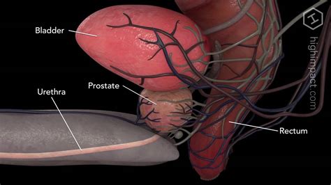 Anatomia prostata   YouTube