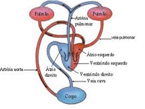 Anatomia: Sistema Cardiovascular