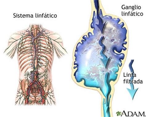 Anatomia: SISTEMA LINFATICO