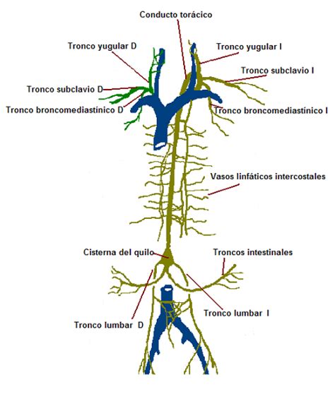 ANATOMÍA SISTEMA LINFÁTICO: Nuestra Anatomía Linfática