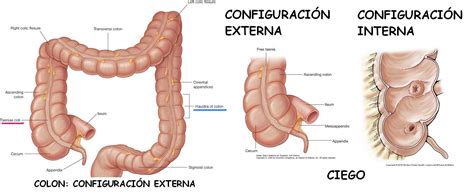 Anatomía UNAM: COLON CIEGO