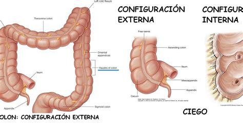 Anatomía UNAM: COLON CIEGO