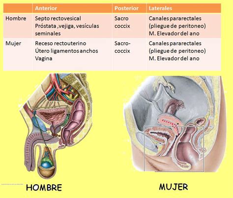 Anatomía UNAM