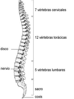 Anatomía y biomecánica de la columna vertebral ...