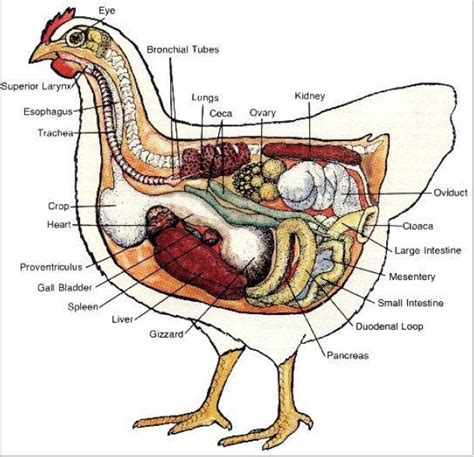 Anatomía y Disección de una Gallina | Melken en la Ciencia