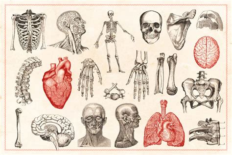Anatomía y Fisiología B | Escuela IGEM | Institut Guxens de Medicina ...