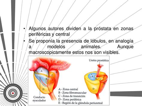 Anatomia y fisiologia de la prostata