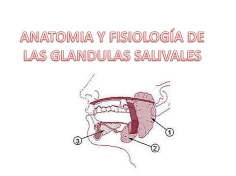 Anatomia y fisiología de las glandulas salivales
