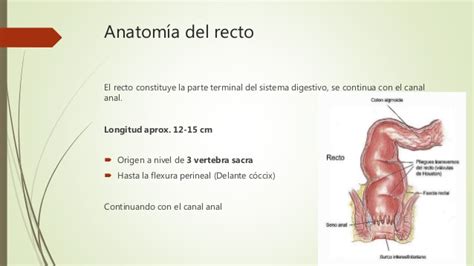 Anatomía y fisiología de recto y ano