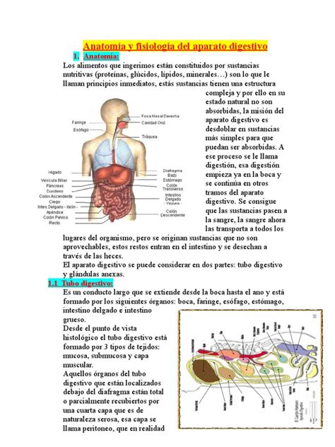 anatomía y fisiología del aparato digestivo | Sistema digestivo humano ...