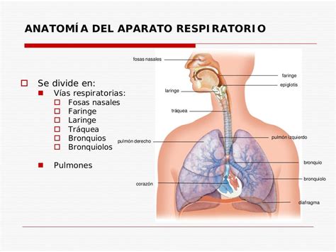Anatomía y Fisiología del Aparato Respiratorio