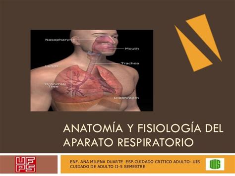 Anatomía y fisiología del aparato respiratorio