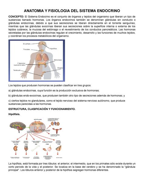 Anatomia Y Fisiologia DEL Sistema Endocrino 123   StuDocu