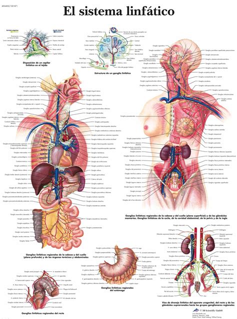 Anatomía y Fisiología del sistema linfático   Sistema ...