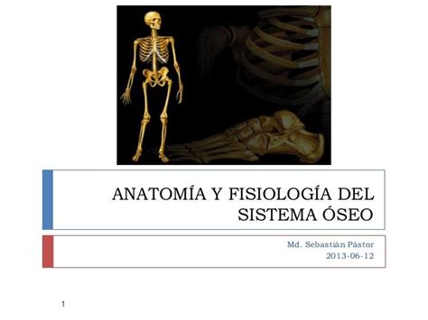 Anatomía y fisiología del sistema óseo