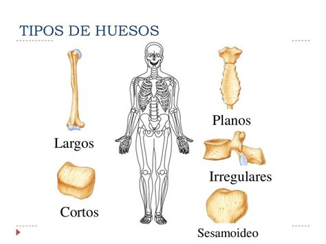Anatomía y fisiología del sistema óseo