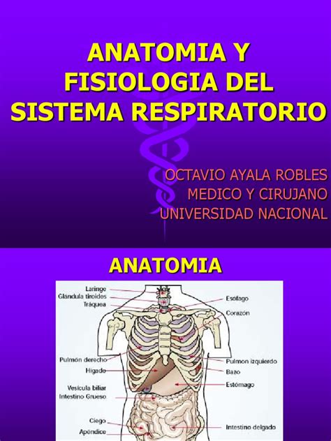 Anatomia y Fisiologia Del Sistema Respiratorio | Pulmón | Sistema ...