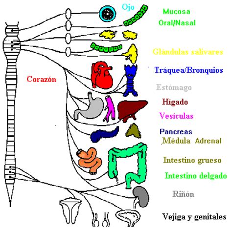 Anatomía y Fisiologia del Yoga, swami maitreyananda, Yoga ...