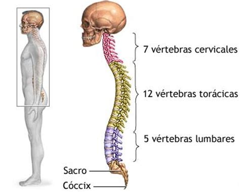 ANATOMÍA Y FISIOLOGÍA HUMANA 1: Huesos de la columna vertebral