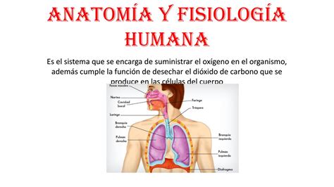 Anatomía y fisiología humana by Jorge Tenelema   Issuu