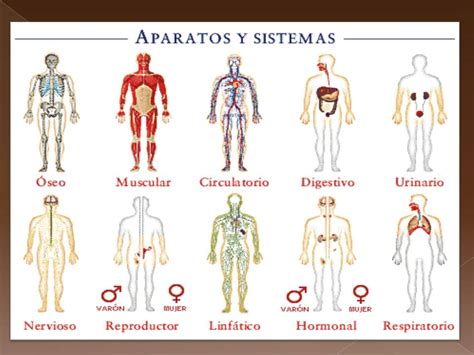 Anatomía y Fisiología humana: CONCEPTOS.