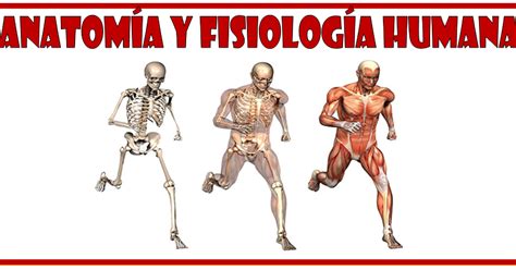 Anatomía y Fisiología humanas ~ Optifutura