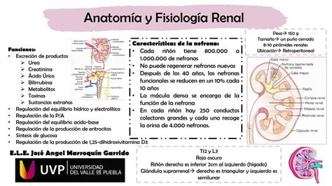 Anatomía y Fisiología Renal | Anatomía renal | Anatomía humana | uDocz