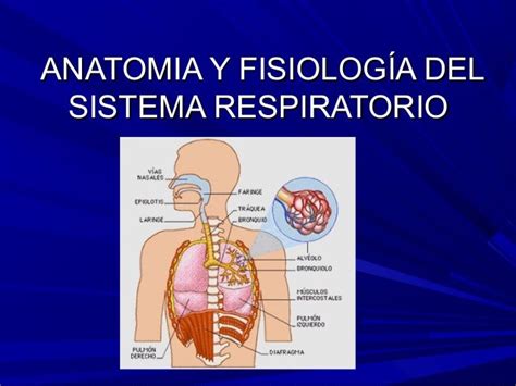 Anatomia y fisiologia respiratoria 1