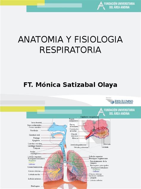 Anatomia y Fisiologia Respiratoria | Sistema respiratorio | Pulmón