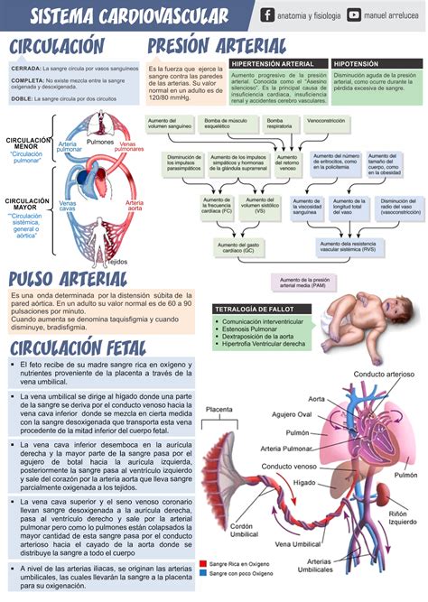 Anatomía y Fisiología: RESUMEN DE SISTEMA CARDIOVASCULAR