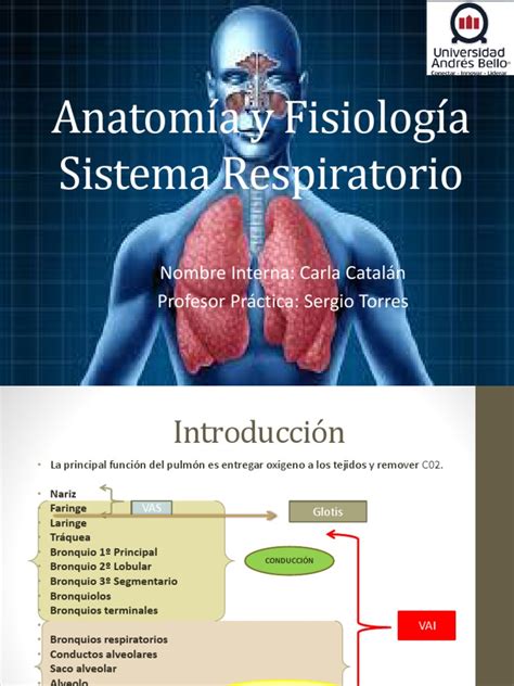Anatomía y Fisiología Sistema Respiratorio | Pulmón | Sistema respiratorio