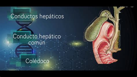 Anatomía y fisiología vesícula biliar YouTube