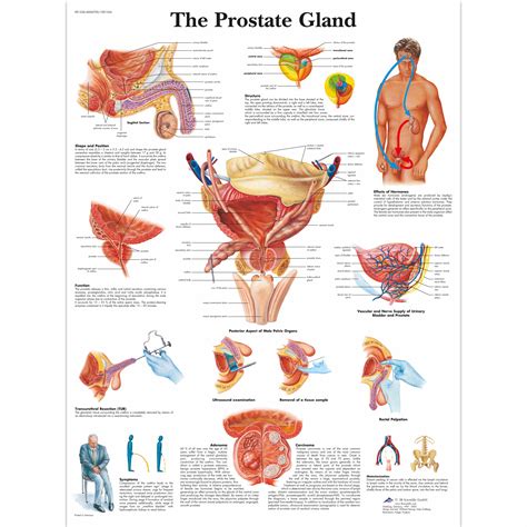 Anatomical Charts and Posters   Health Education Charts   Men s Health ...