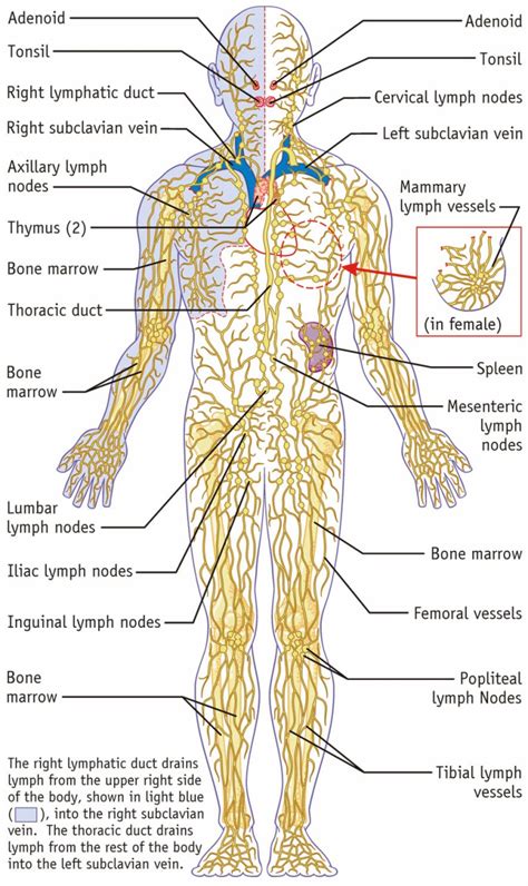 Anatomy and Physiology ~ Understanding the Lymphatic ...
