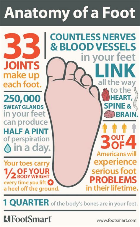 Anatomy of a Foot Infographic: Did you know 3 out of 4 ...