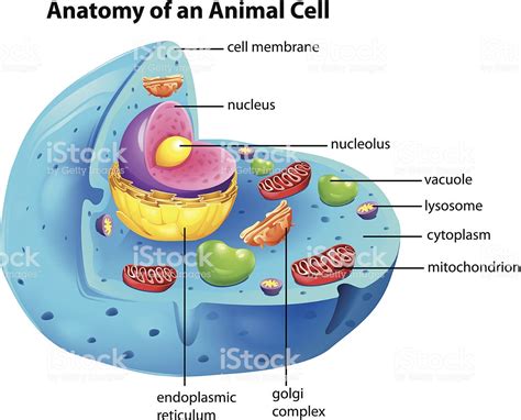 Anatomy Of An Animal Cell Stock Illustration   Download ...