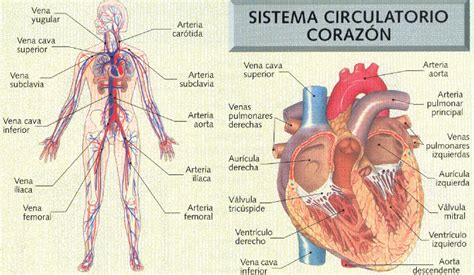 anatonimia: El aparato circulatorio