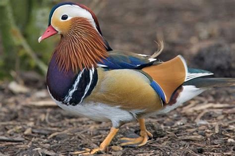 Andaray: Las aves perciben más colores que el hombre