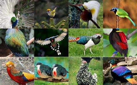 Andaray: Listado oficial de las aves de Ecuador