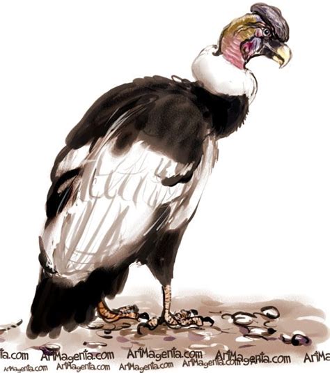 Andean Condor | Andean condor, Bird drawings, Animal cards