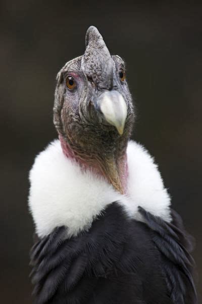 Andean condor  Vultur gryphus , IUCN Near Threatened #15317296 Print