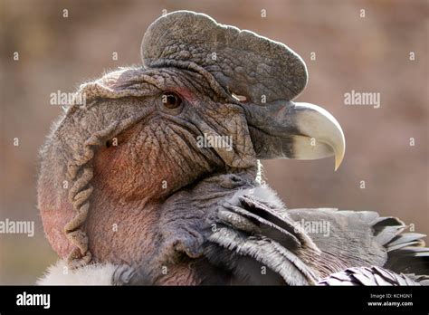 Andean condor  Vultur gryphus  perched on a rock in Peru Stock Photo ...