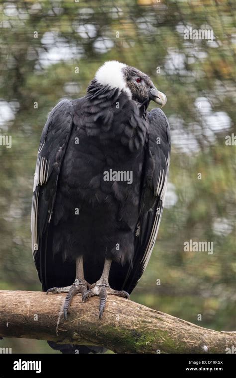 Andean Condor  Vultur gryphus Stockfoto, Lizenzfreies Bild: 52458698 ...