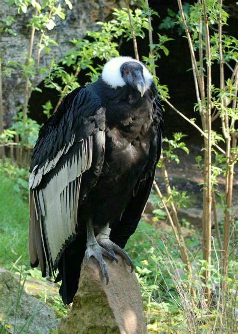 ANDEAN CONDOR    Vultur gryphus  | Vogels, Dieren, Roofvogels