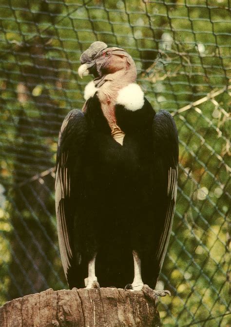 Andean Condor  Vultur gryphus    Wiki; Image ONLY
