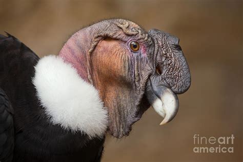 Andean Condor Vultur Gryphus Wildlife Photograph by Vladimir Wrangel ...
