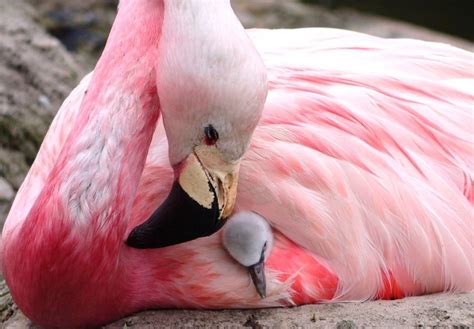 Andean flamingos lay eggs for first time since 2003 ...