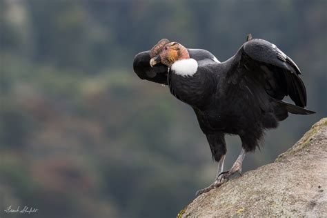 Andes condor   Vultur gryphus