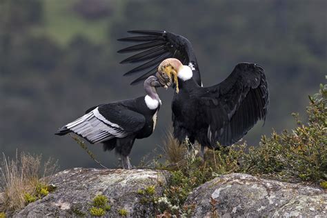 Andescondor   Vultur gryphus