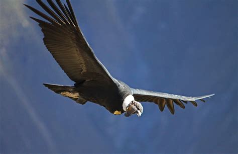 Andescondor   Vultur gryphus